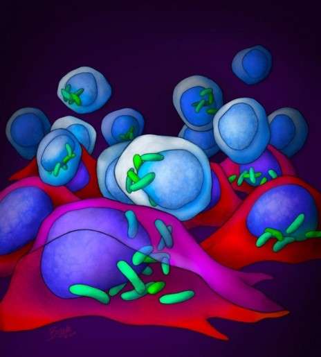 Read more about the article התרבות חיידקים בתוך תאים סרטניים בגידולי מלנומה